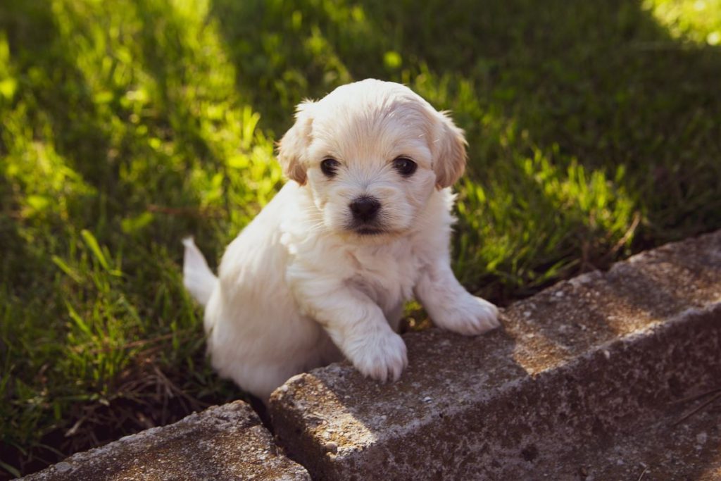 puppy vaccination